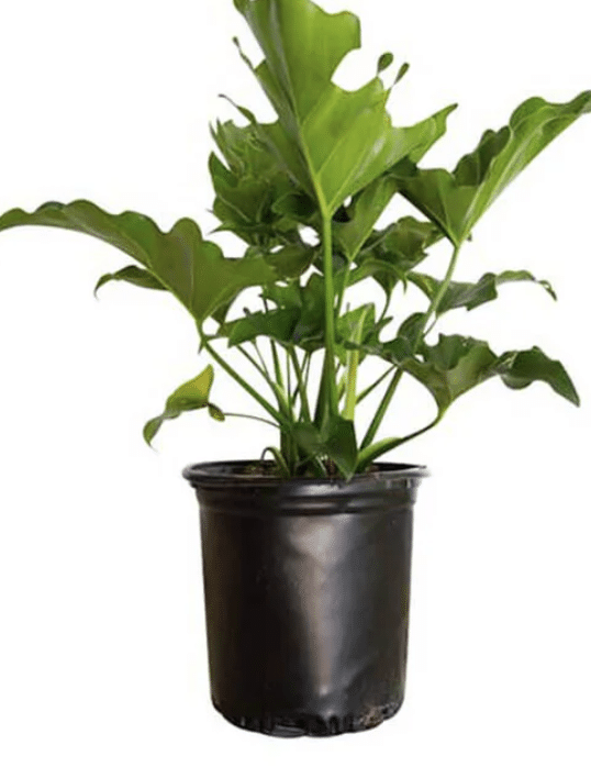 Split-Leaf_Philodendron