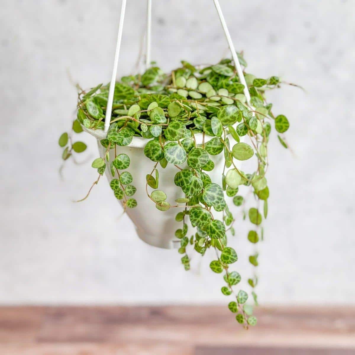 String_of_Turtles_Peperomia_prostrate