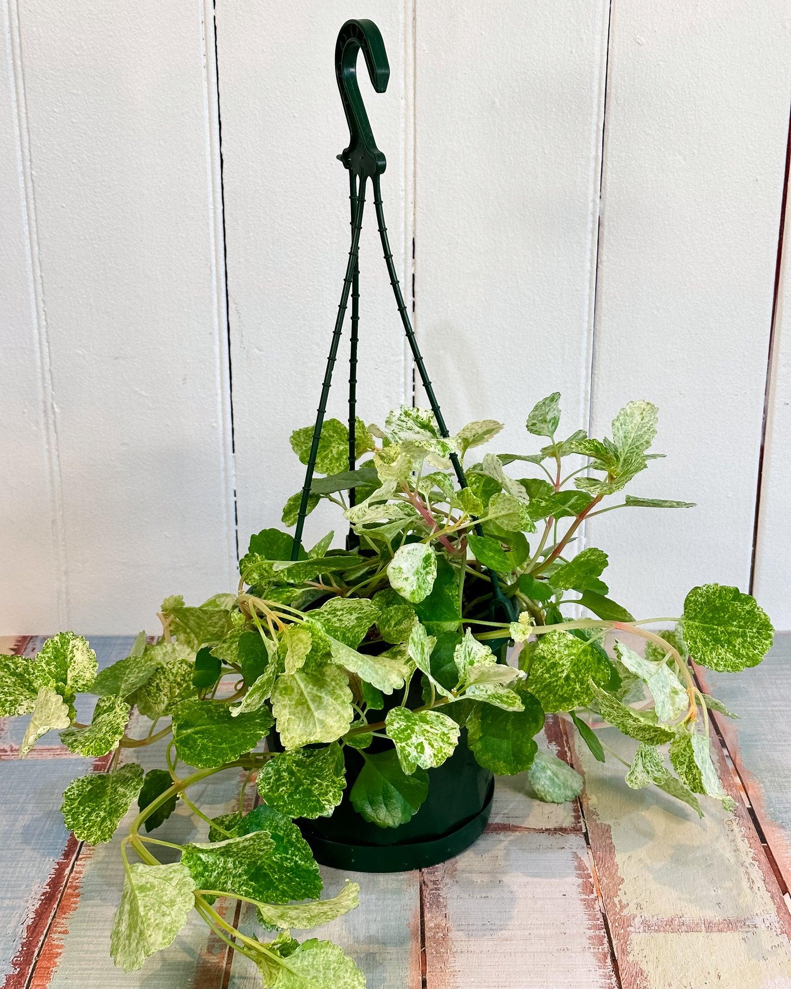 Swedish_Ivy_Plectranthus_verticillatus