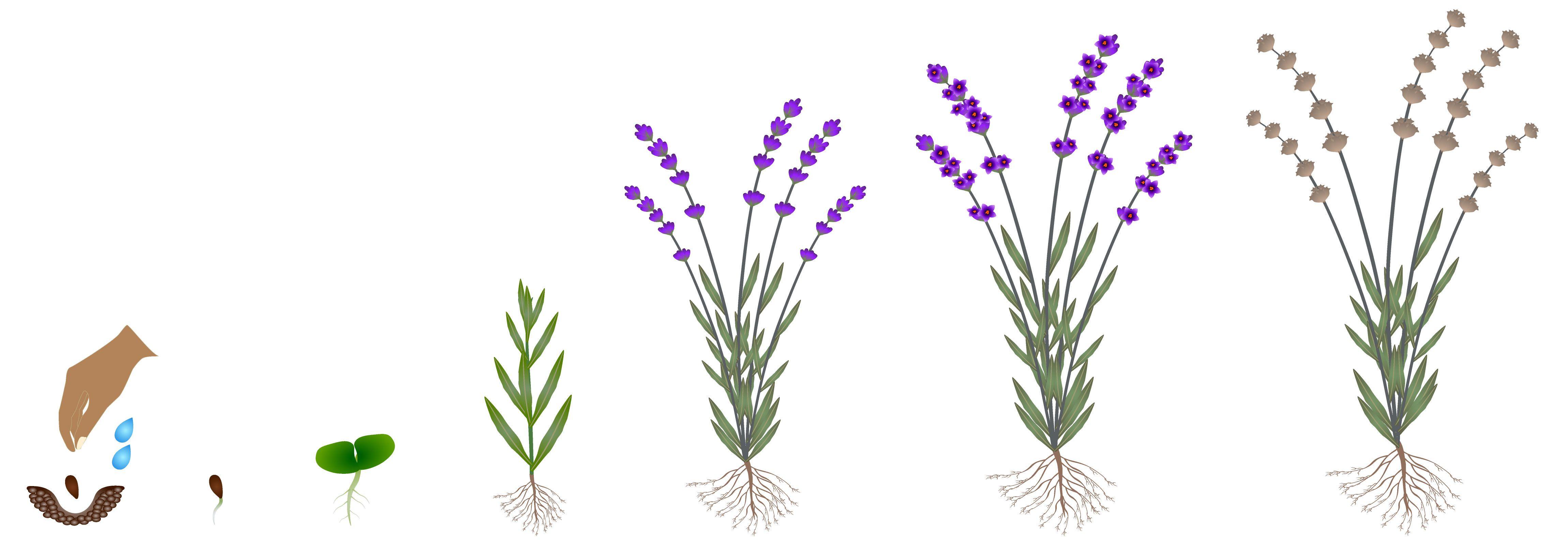 The_Life_Cycle_of_a_Lavender_Plant