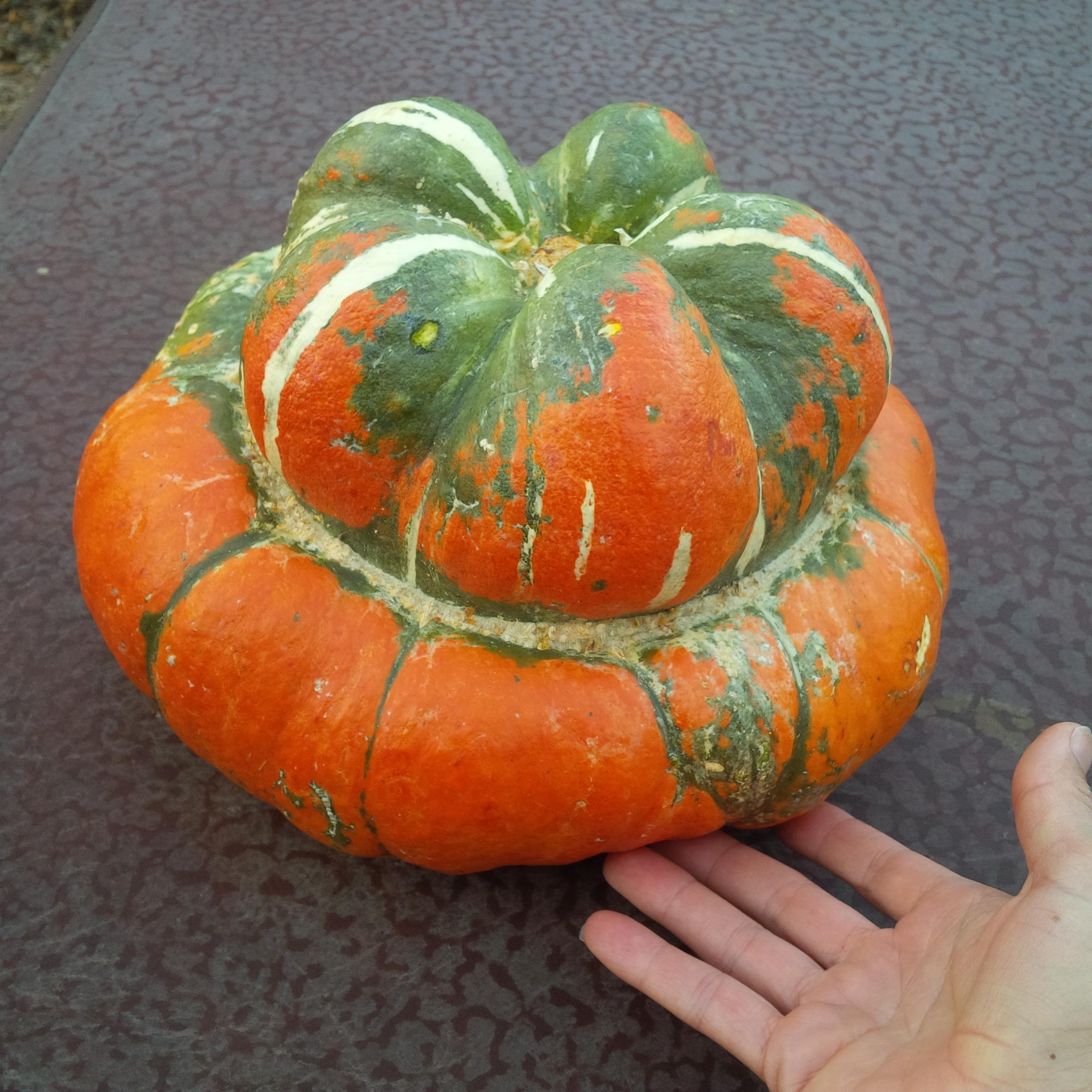 Turban_Squash