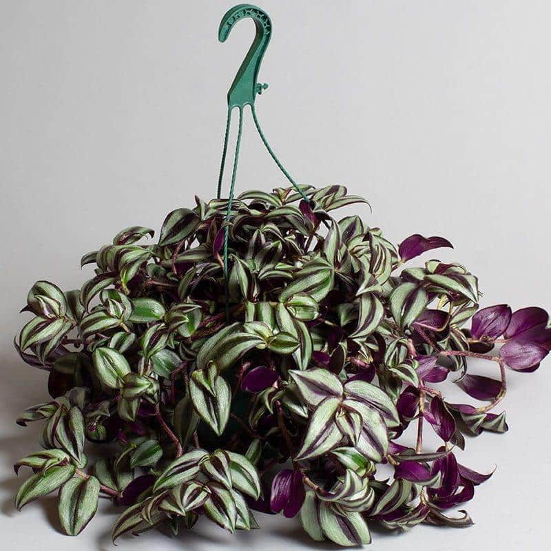 Wandering_Jew_Tradescantia_zebrina