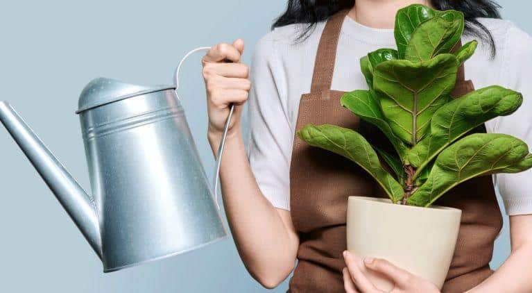 How_Often_Should_I_Water_My_Fiddle_Leaf_Fig