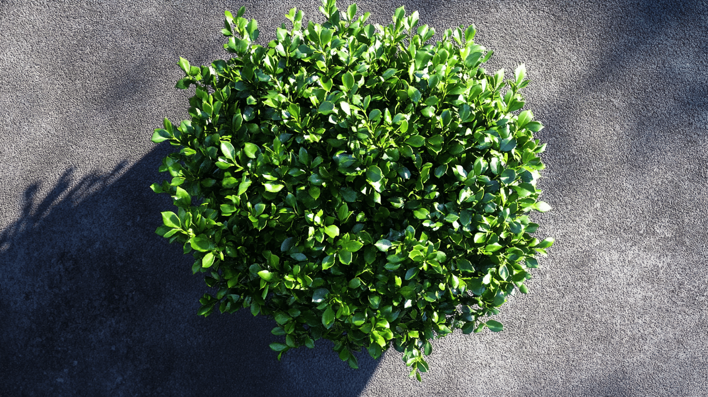 Ideal_Growing_Conditions_for_Compact_Japanese_Holly