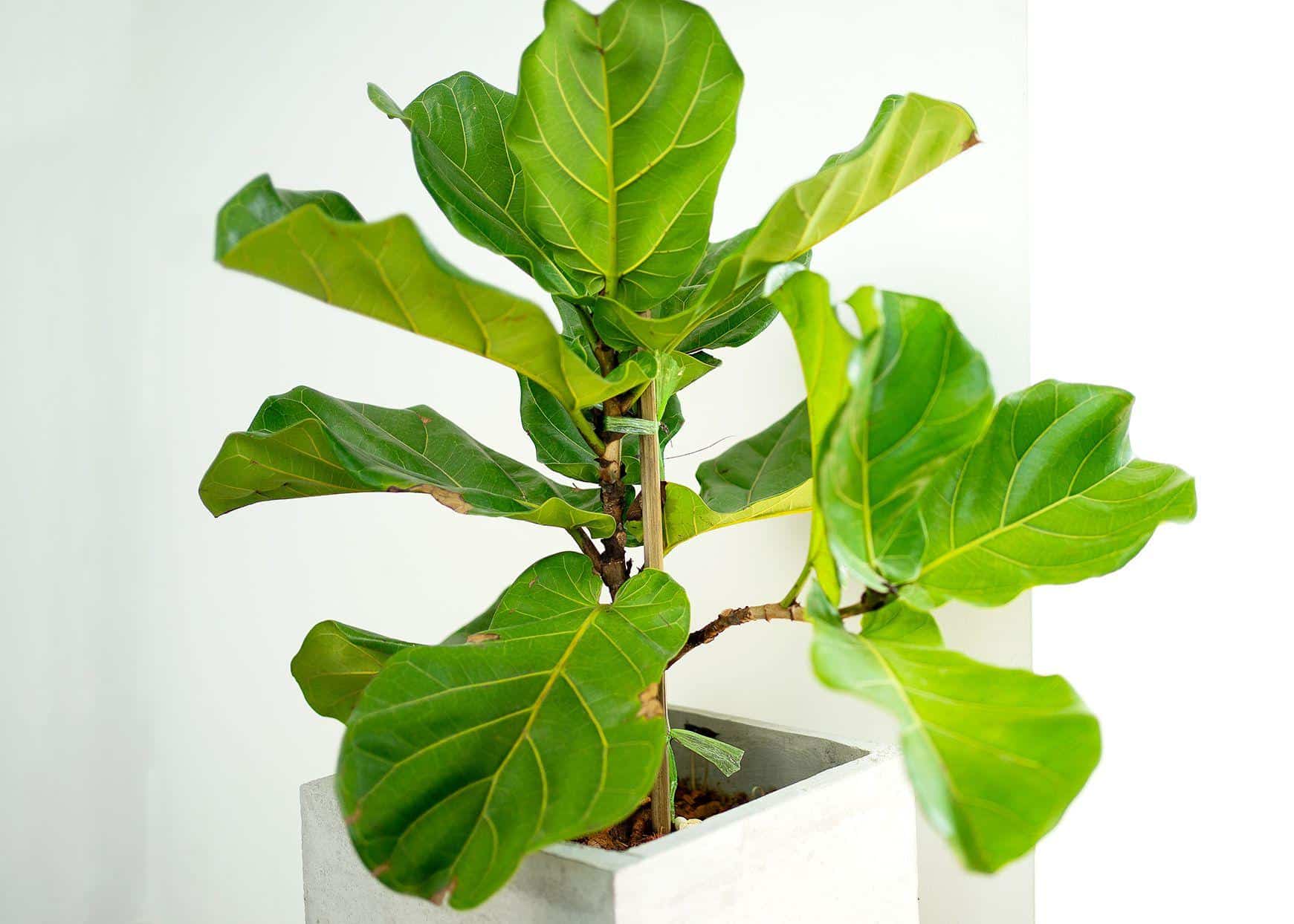 Understanding_Your_Fiddle_Leaf_Fig