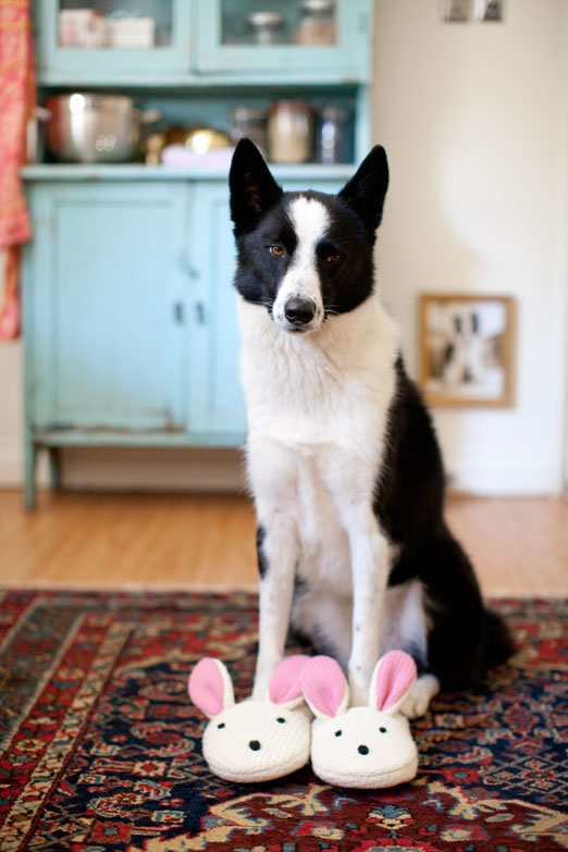 bunny slippers for dogs