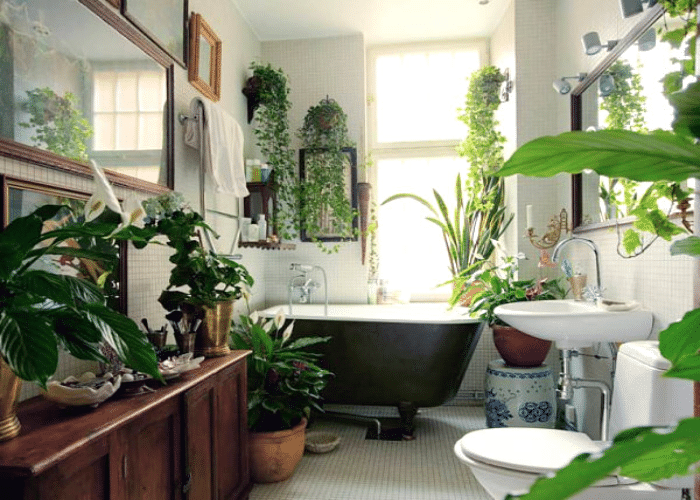 Indoor Plants for A Lively Look