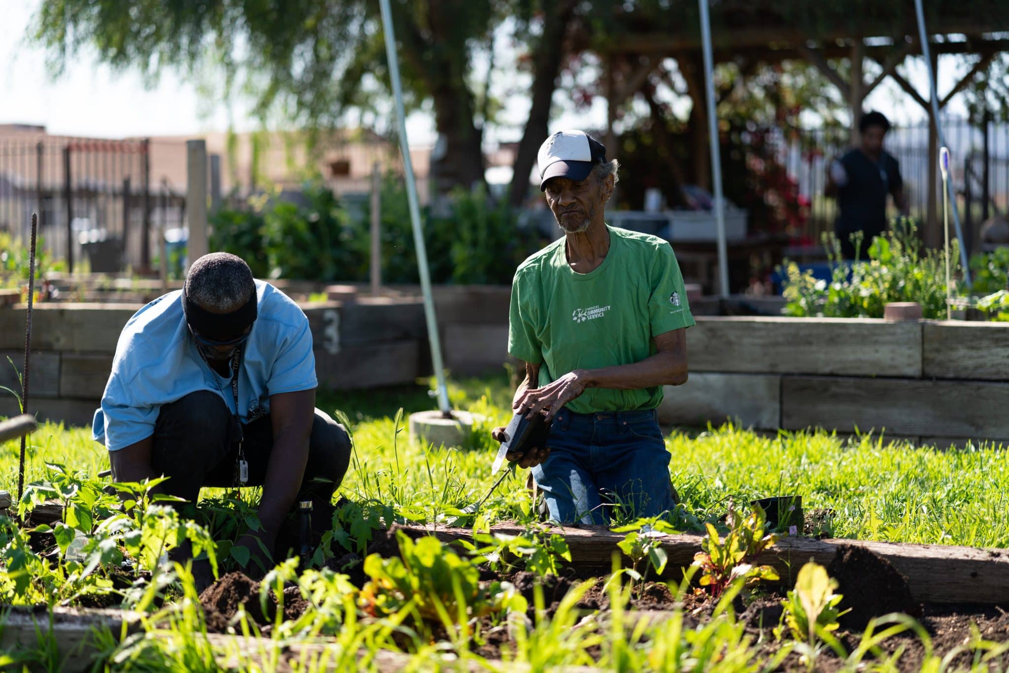 Maximizing Your Urban Garden in Phoenix