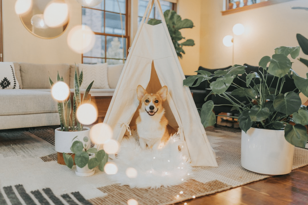 How To Design A Dog-Friendly Dream Home?