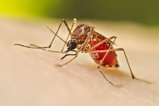 Choosing the Best Mosquito Control Services: Your Comprehensive Guide