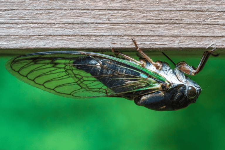 Securing the Most Common Entry Points of Unwanted Pests