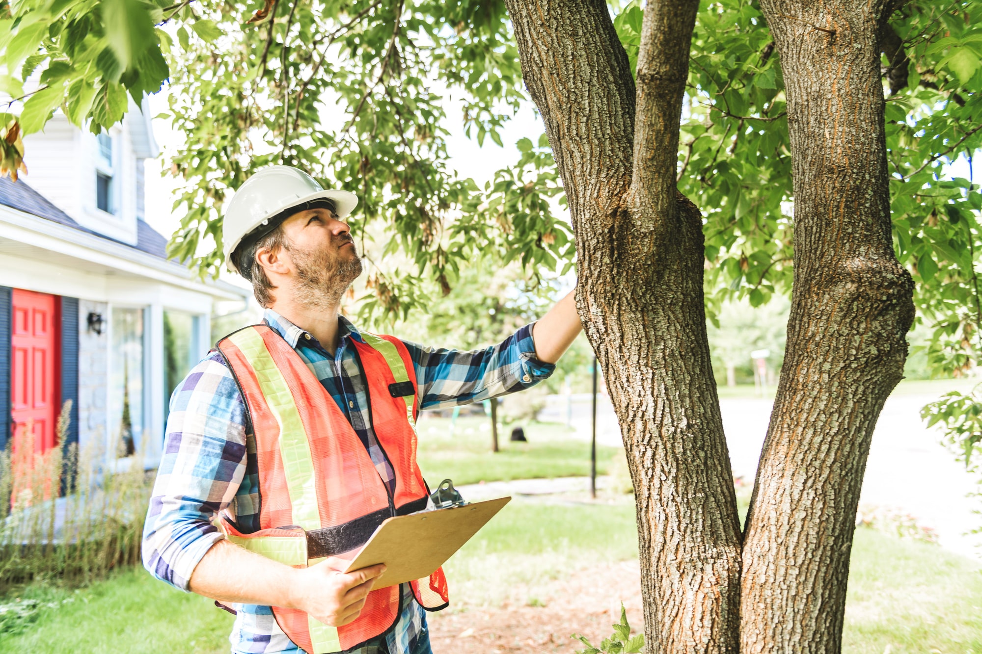 The Dos And Don’ts Of Tree Care After Storm Damage