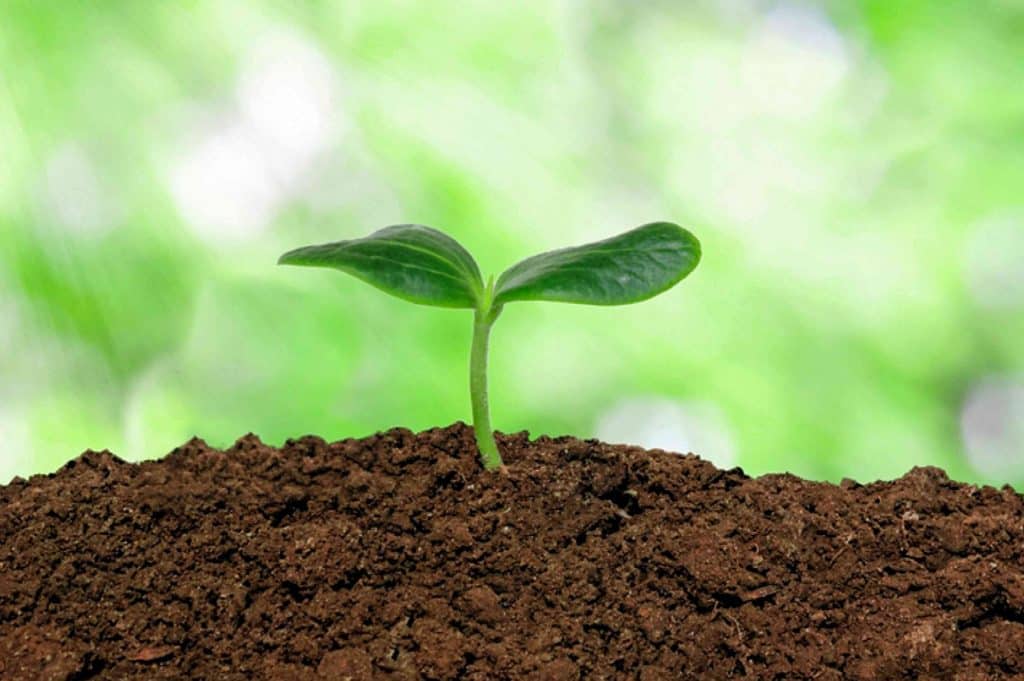 Cultivate a Healthy Soil Ecosystem