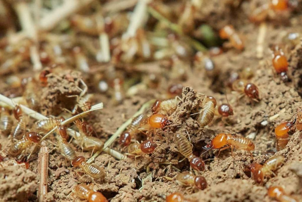 The Impact of Chemical Termite Solutions on Health and Environment