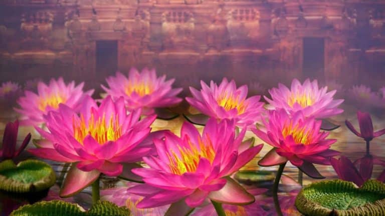 The Mystical Significance of Lotus Flowers