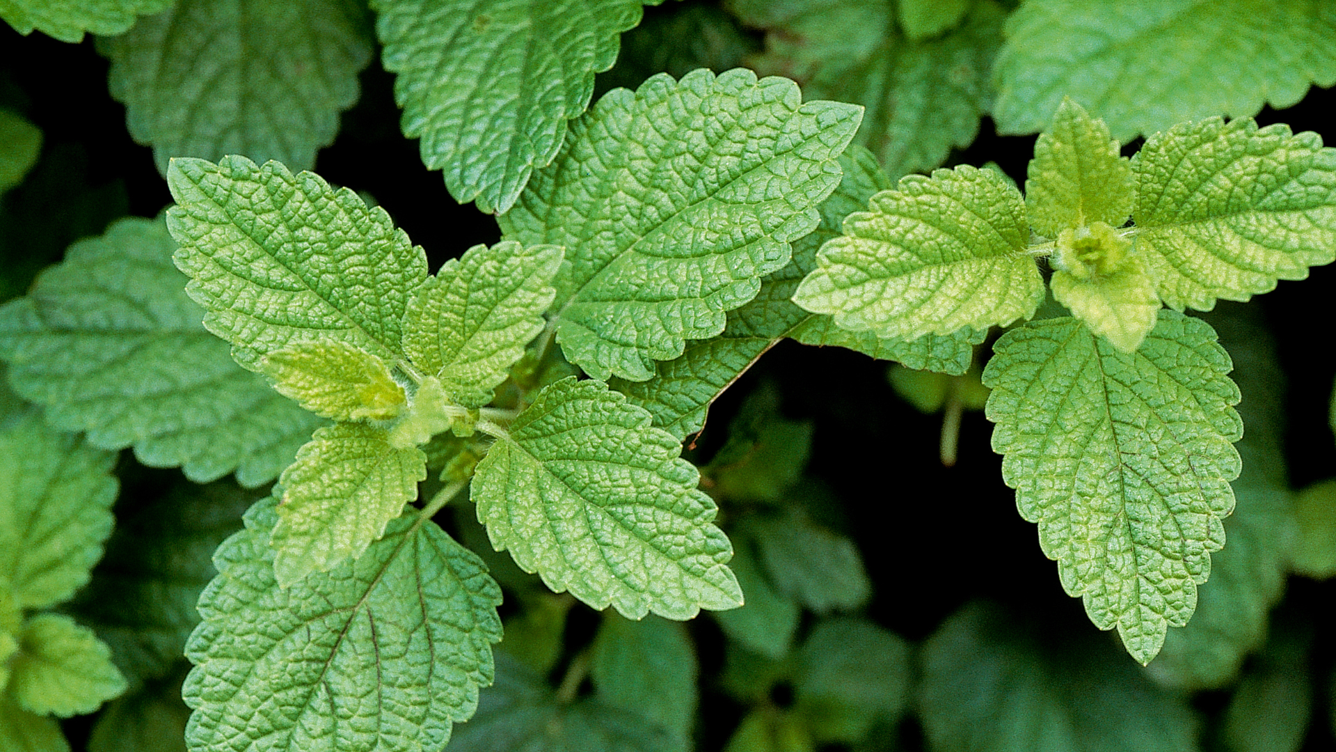 p4_Lemon_Balm