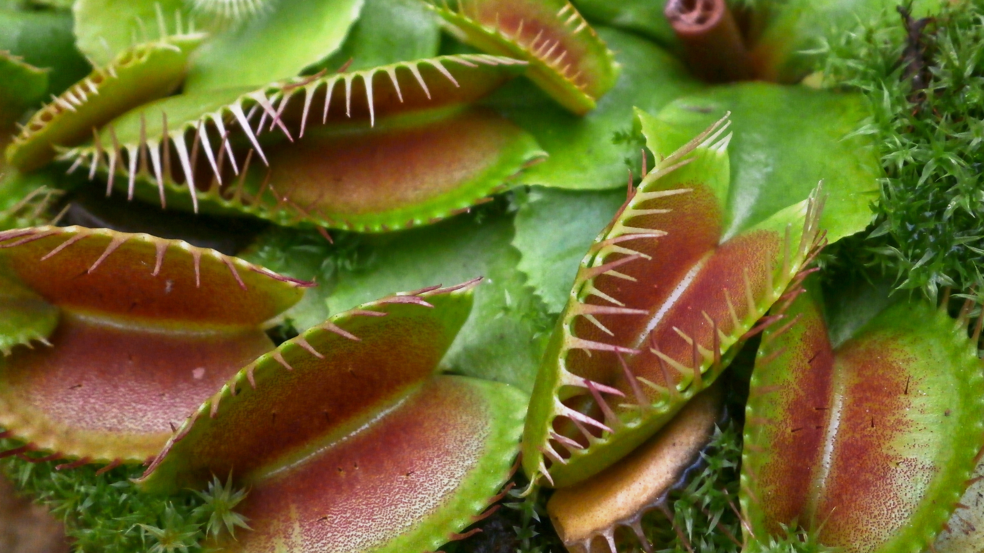 p5_Carnivorous_Plants_eg_Venus_Flytrap