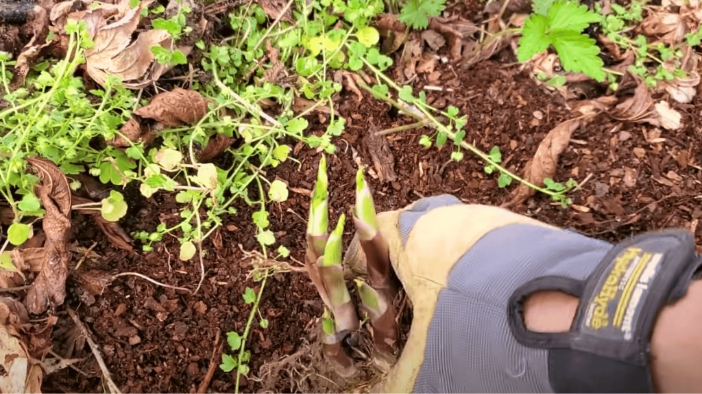 Replant the Divisions