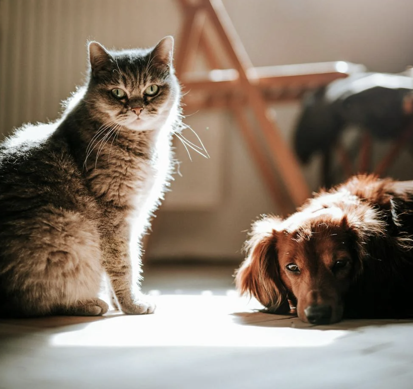 How to Make Your Dog or Cat an Official ESA