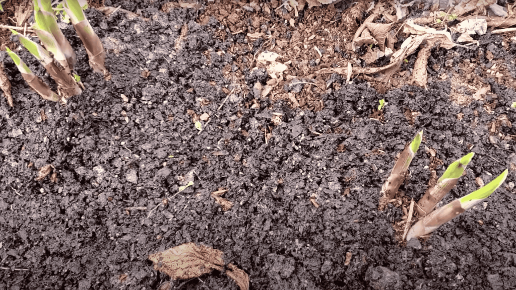 Mulch and Care