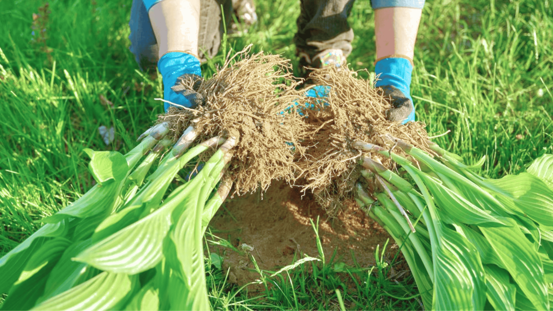 When to Divide Hostas: Best Time with Steps