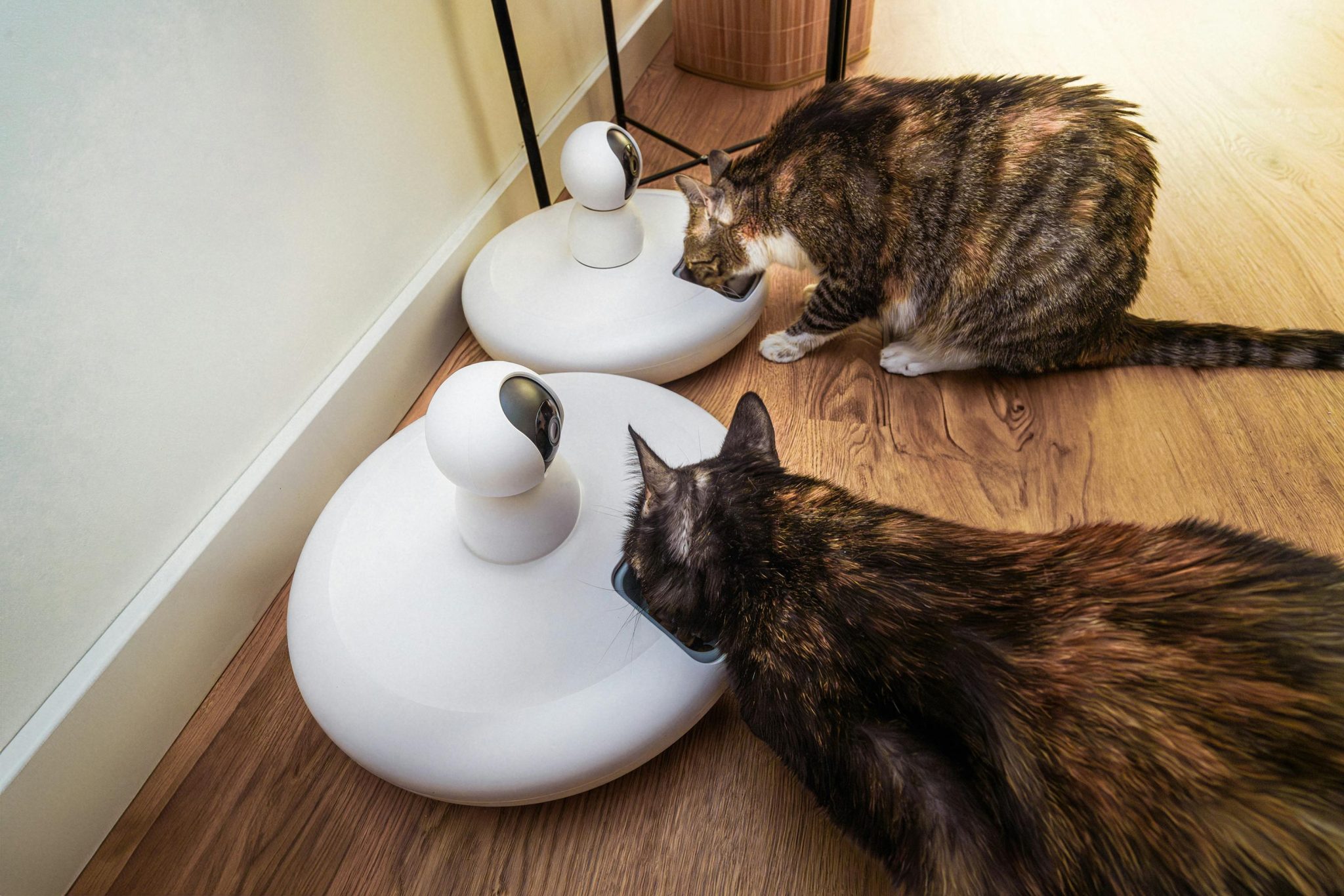 Smart Cat Feeders for a Smarter Home: Microchip vs. Automatic