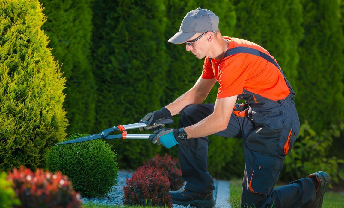Garden Clearance Made Easy: Planning, Tools, and Professional Help