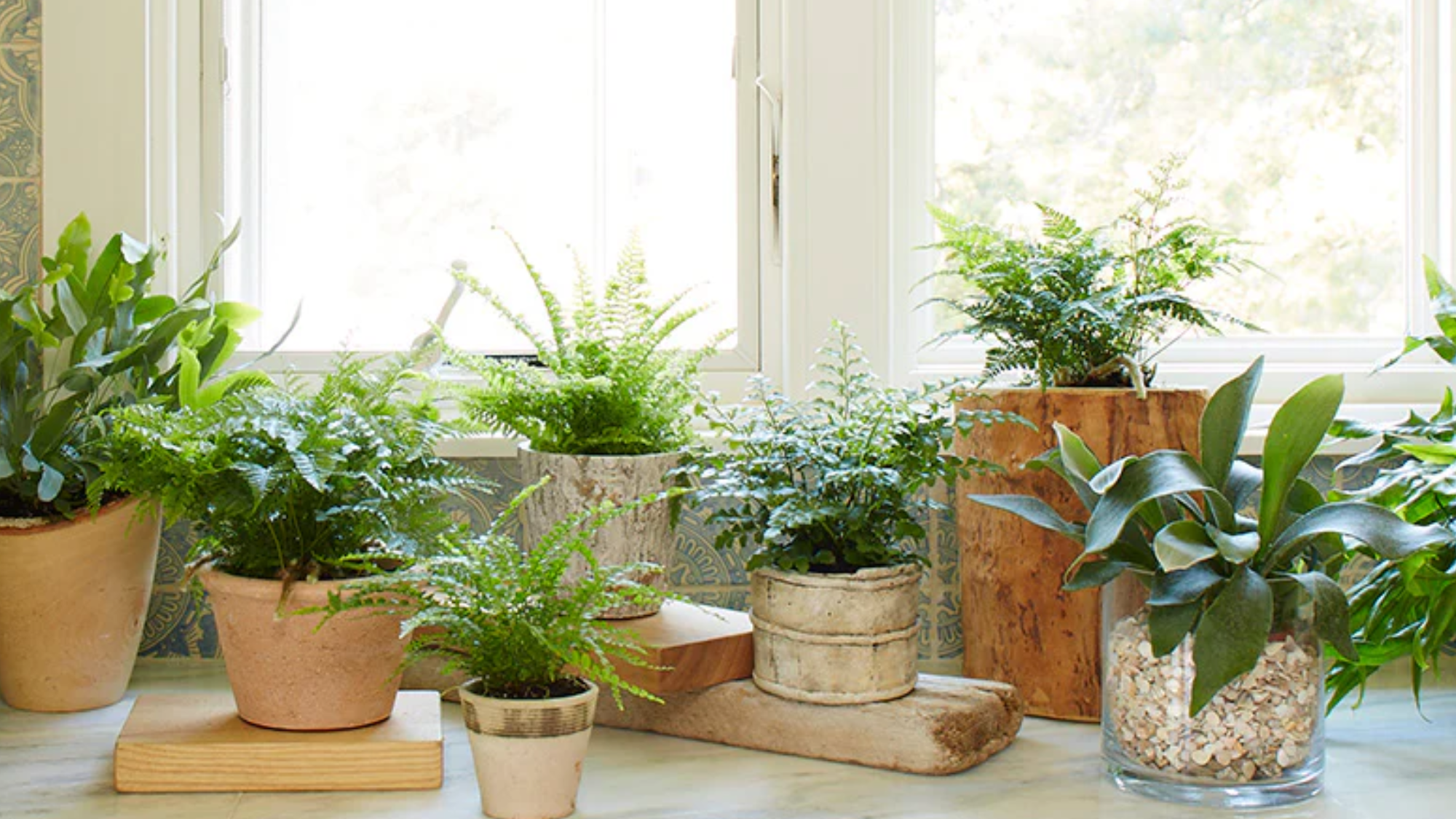 Fertilizer for Potted Ferns Coffee, Epsom Salt, Basics