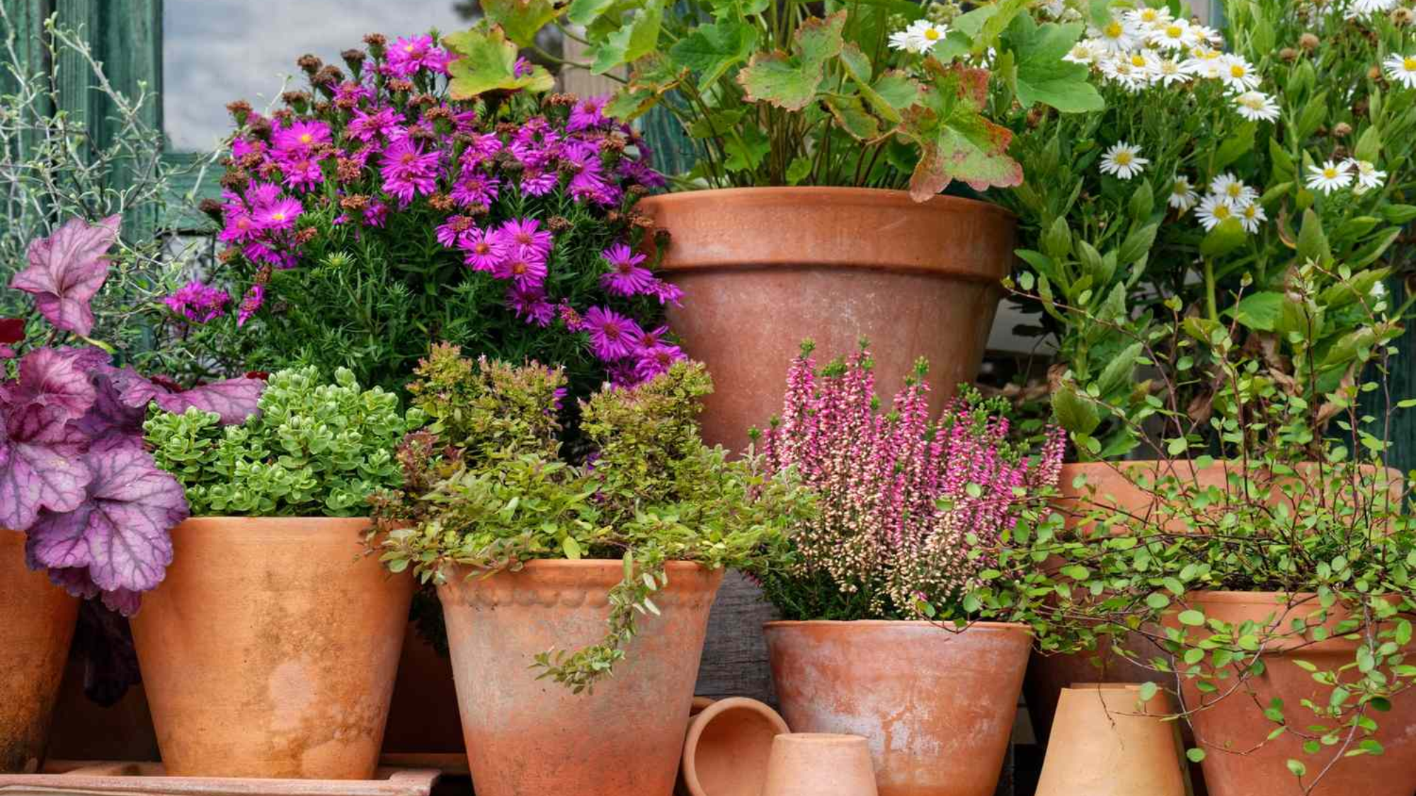 Terracotta vs Self-Watering Best Pot for Moisture