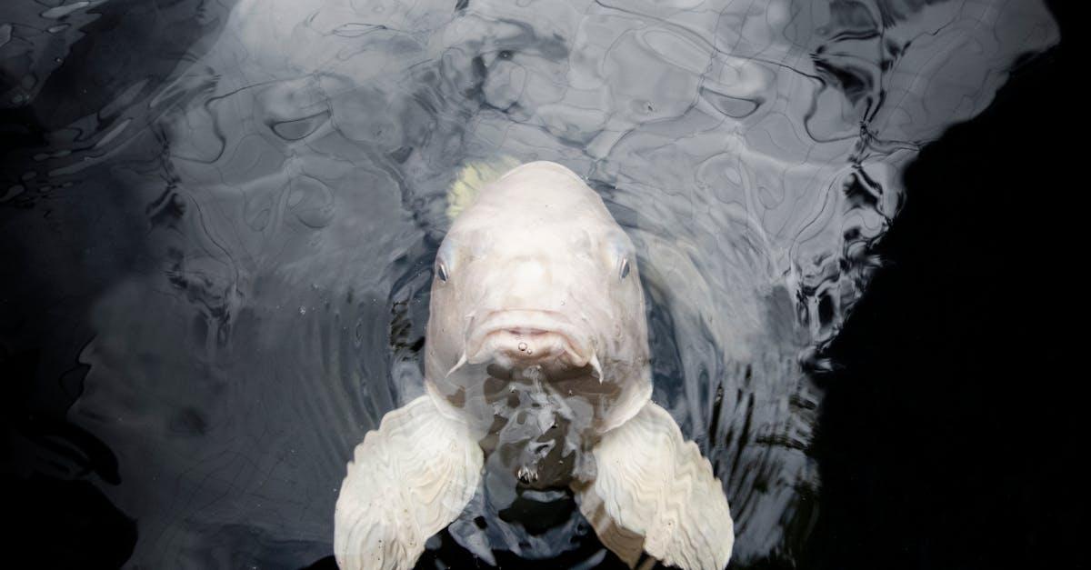 A serene image of a white fish gracefully swimming in dark, still water.