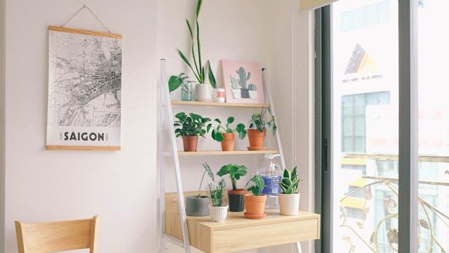 A shelf with potted plants on it

AI-generated content may be incorrect.