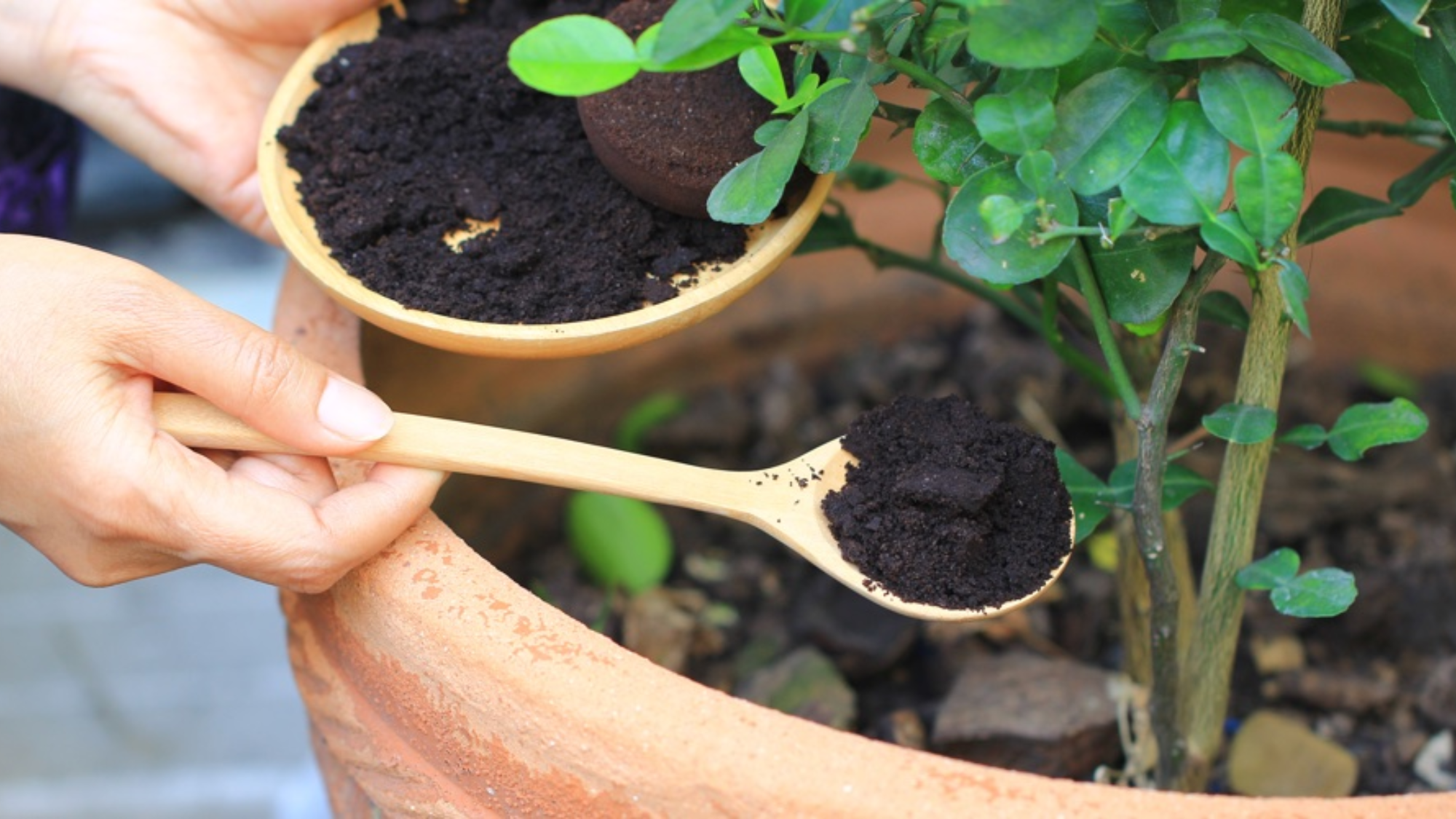 coffee grounds as fertiliser