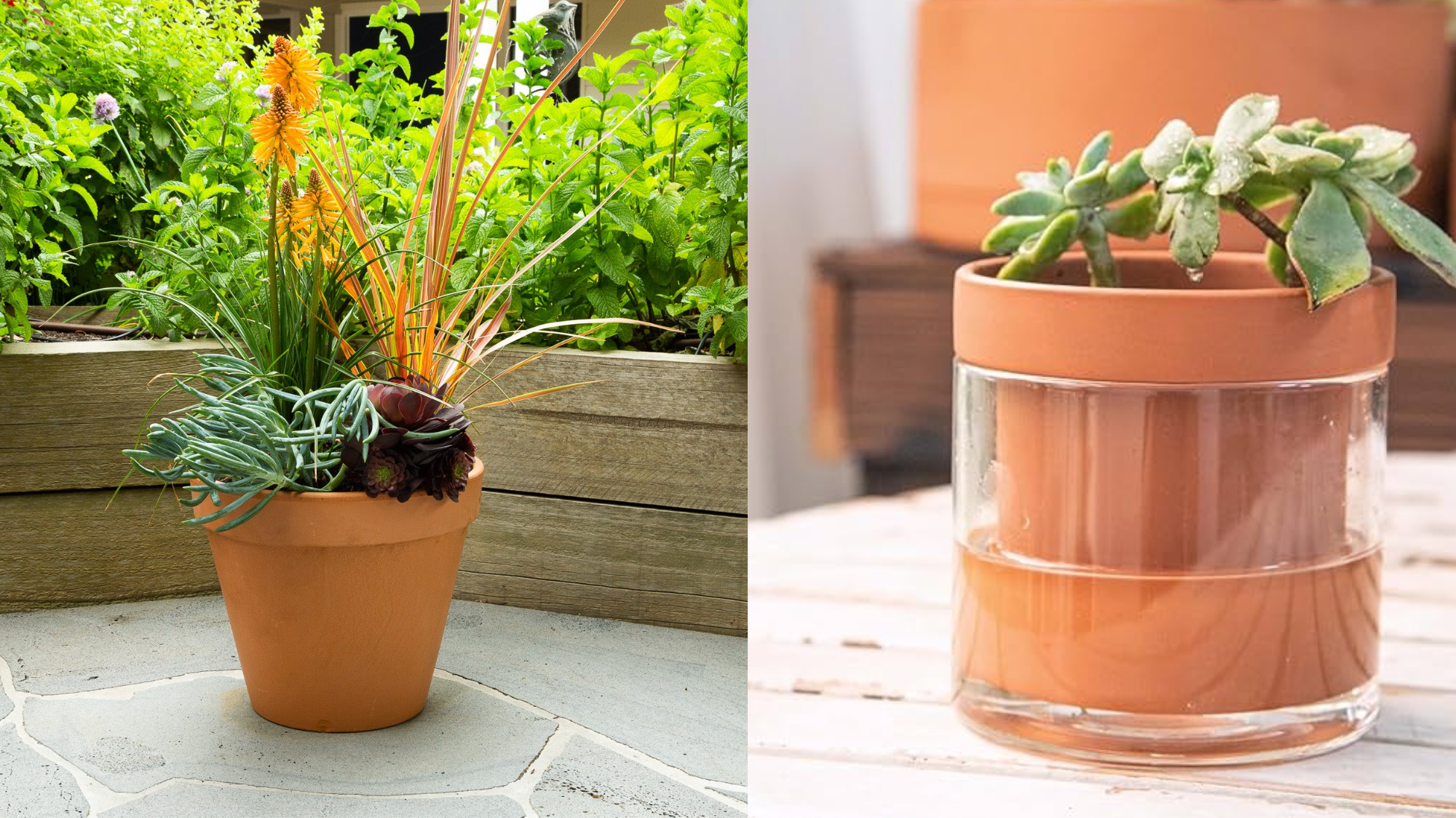 terracotta vs self watering pot