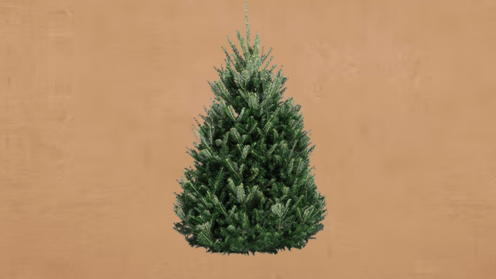 balsam fir most fragrant option