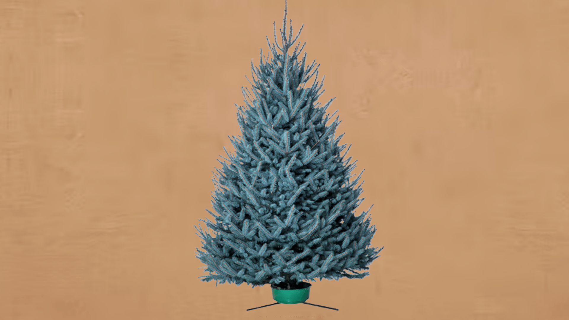 blue spruce stunning color