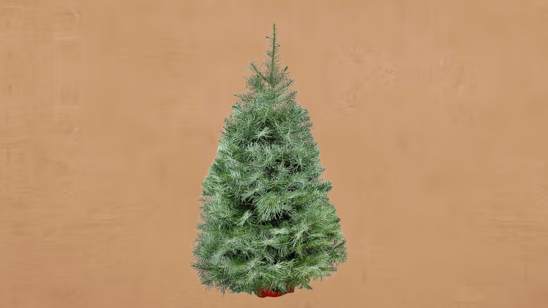 concolor fir citrus scented