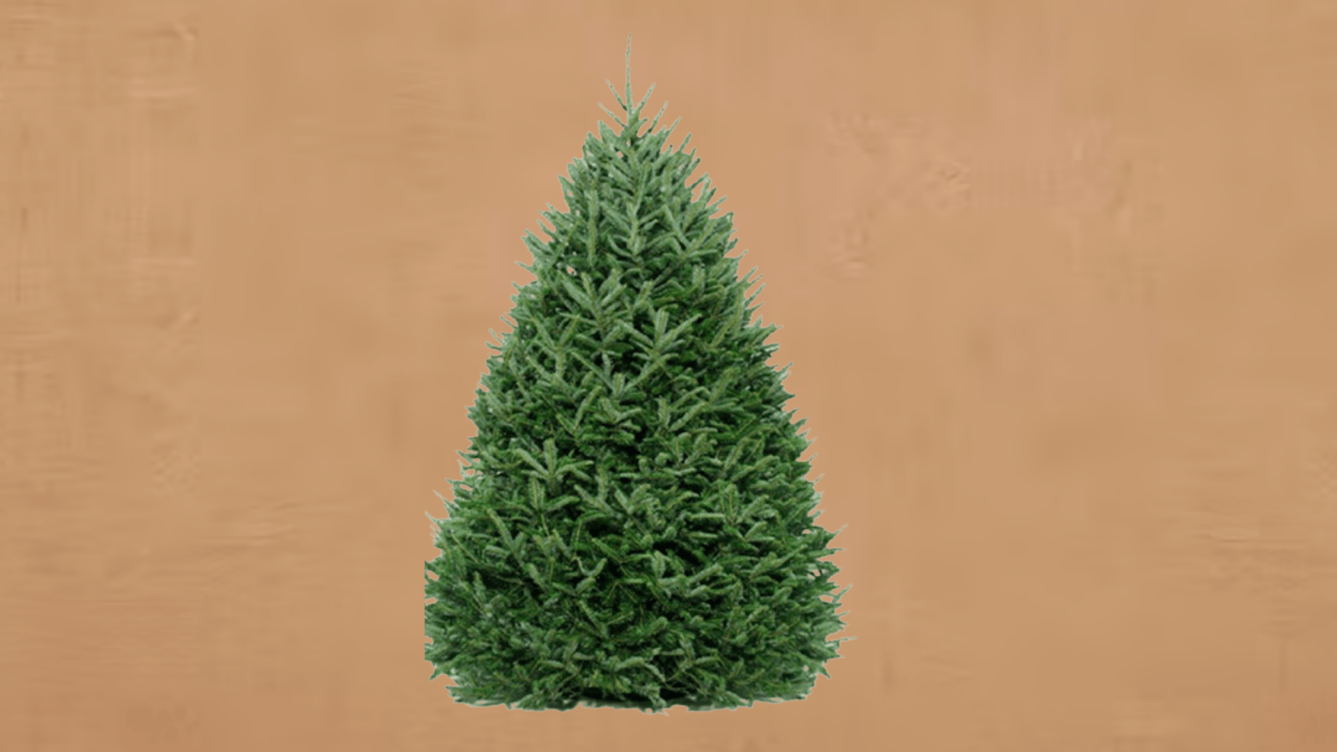 fraser fir the gold standard