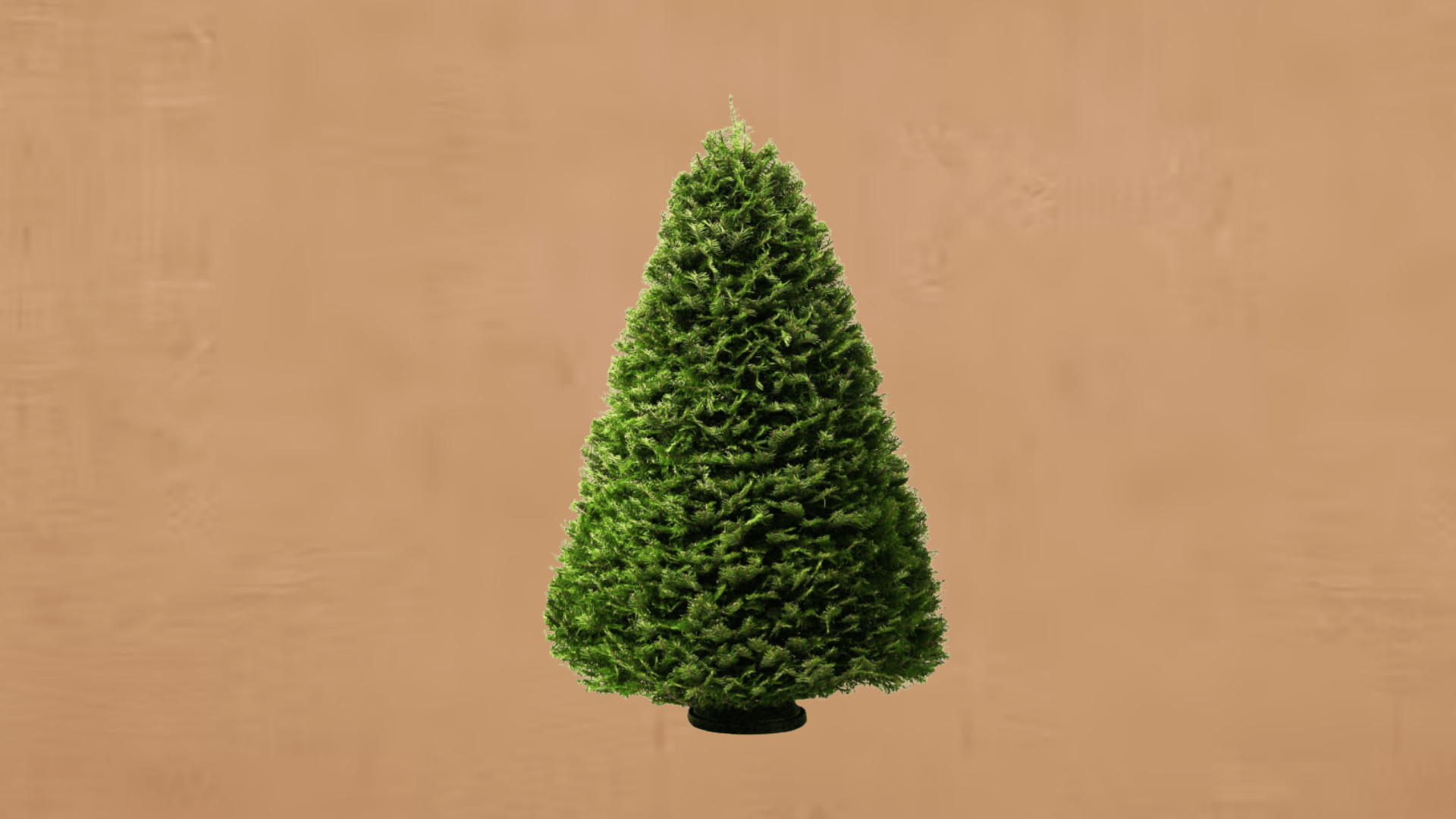 grand fir chic choice