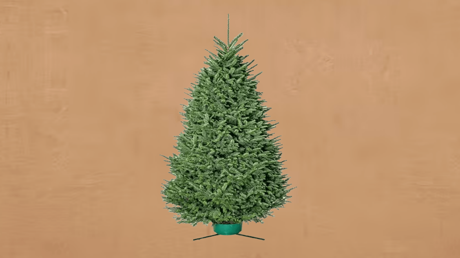 noble fir king of christmas trees