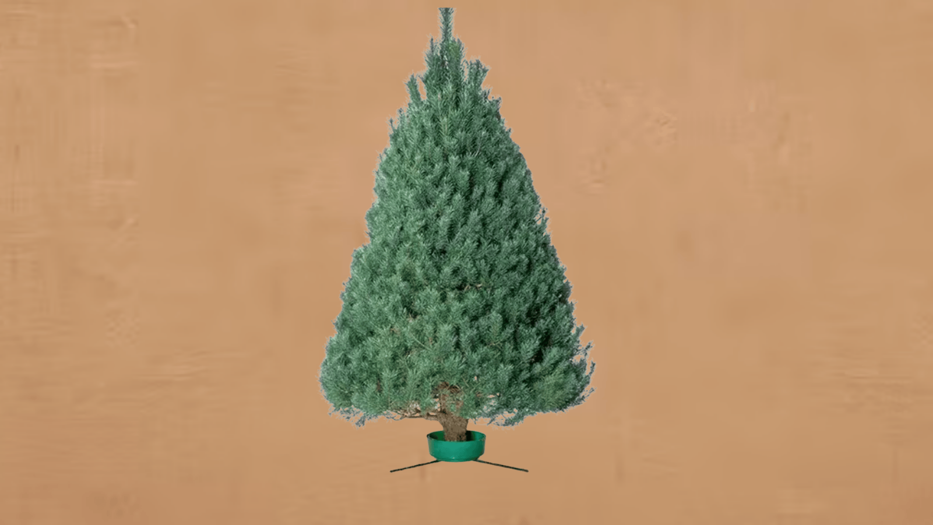 scotch pine traditional favorite