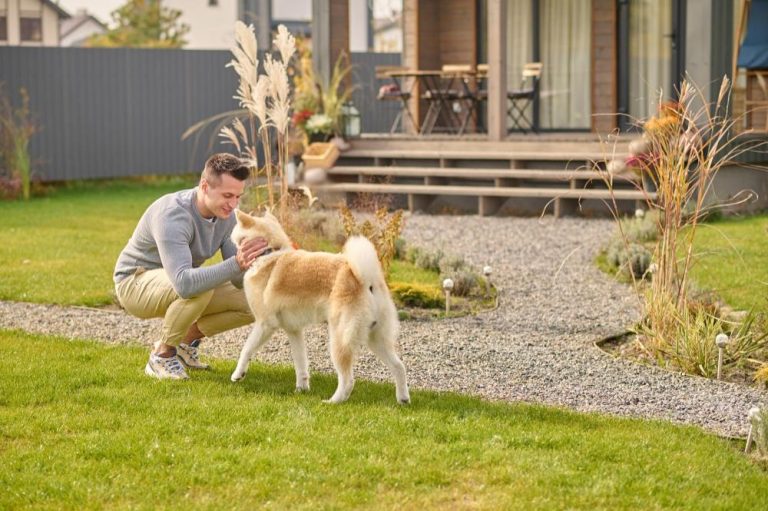 How Pet Owners Maintain Clean Patios, Yards, and Walking Areas (5 Practical Tips)