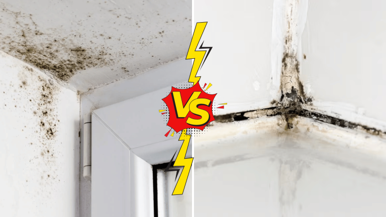 mold-vs-mildew