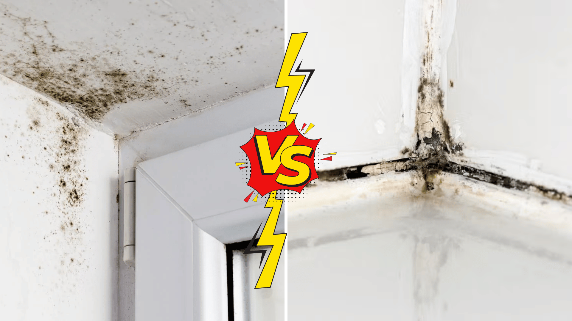 mold-vs-mildew