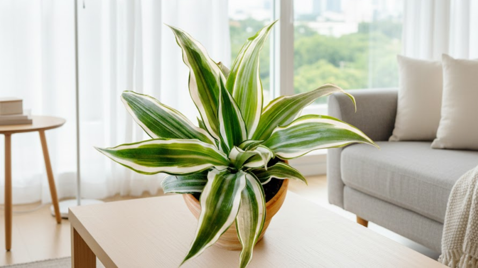 indoor dracaena plant
