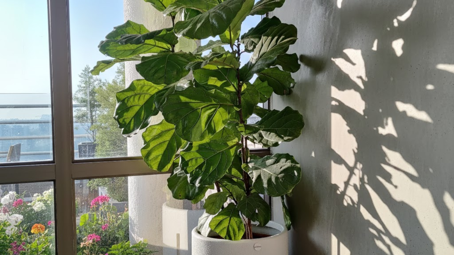 indoor fiddle leaf fig plant