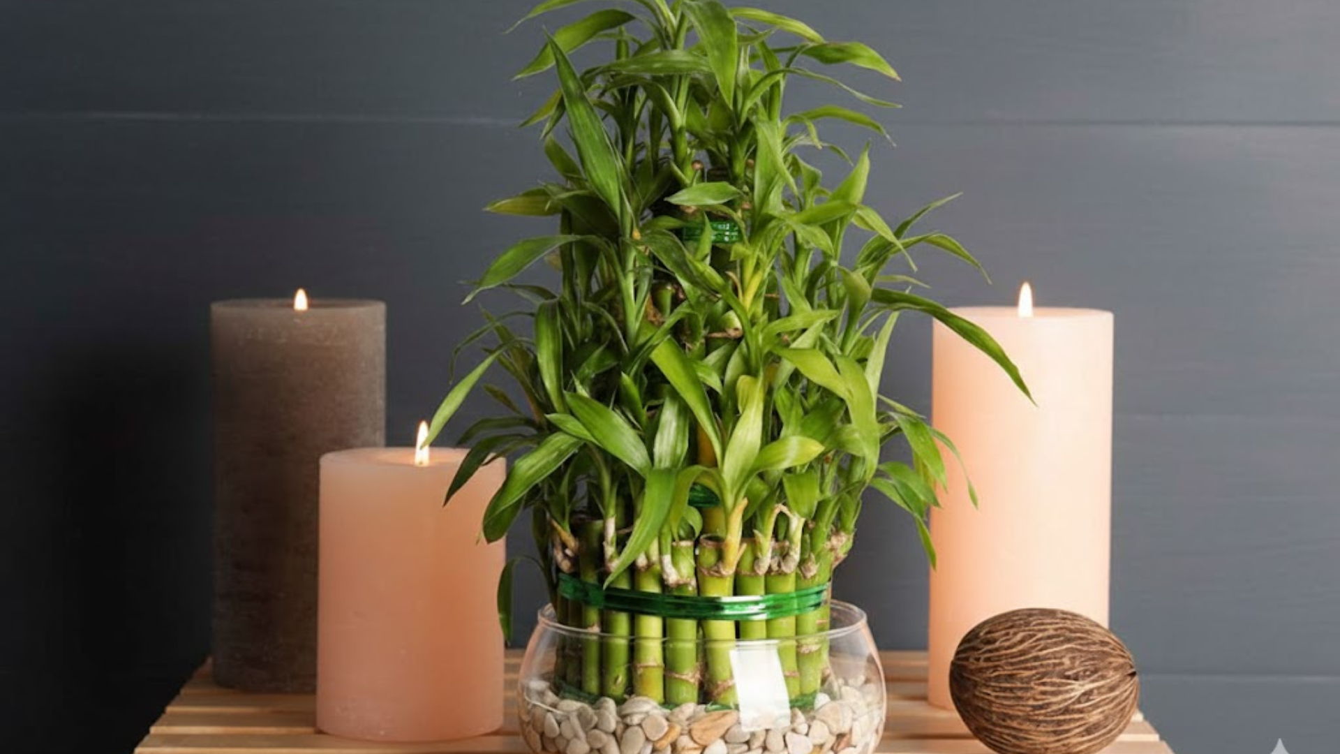 indoor lucky bamboo plant