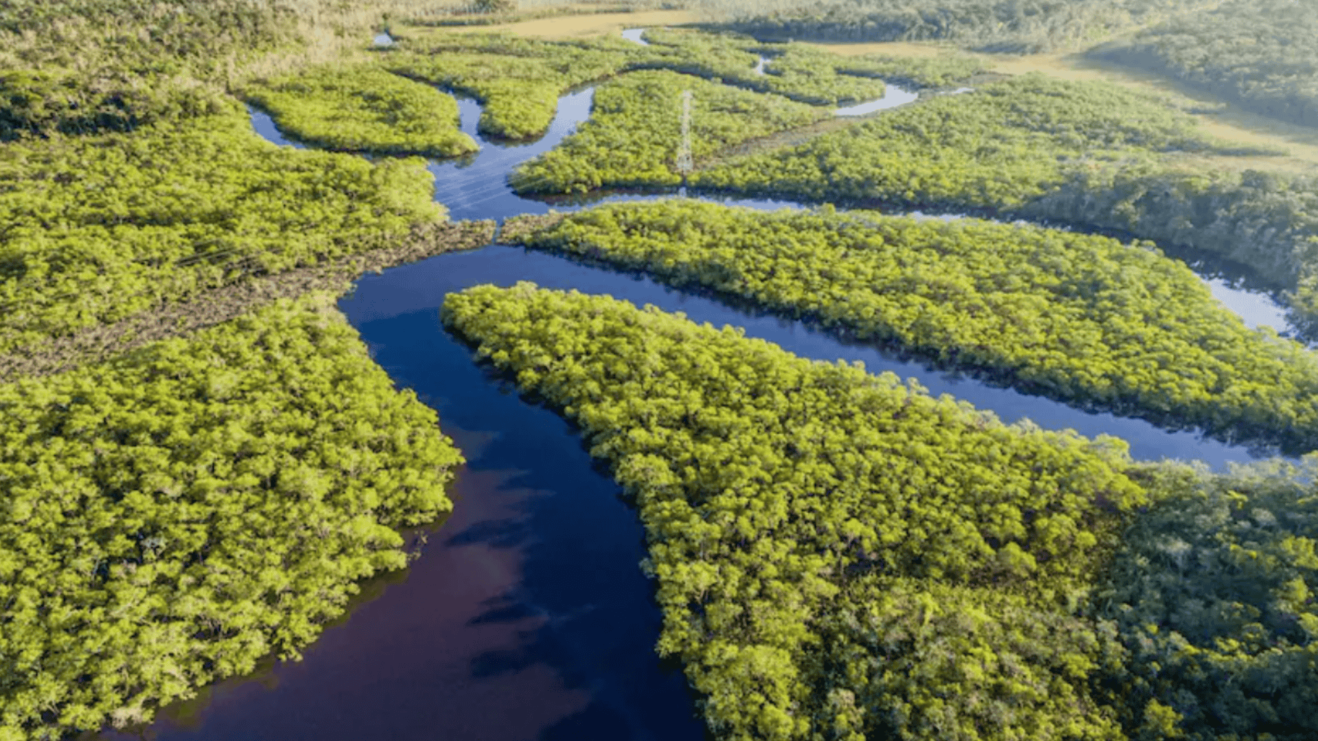 Aerial view of winding river channels cutting through dense green mangrove forest, with dark water forming curves across the landscape.