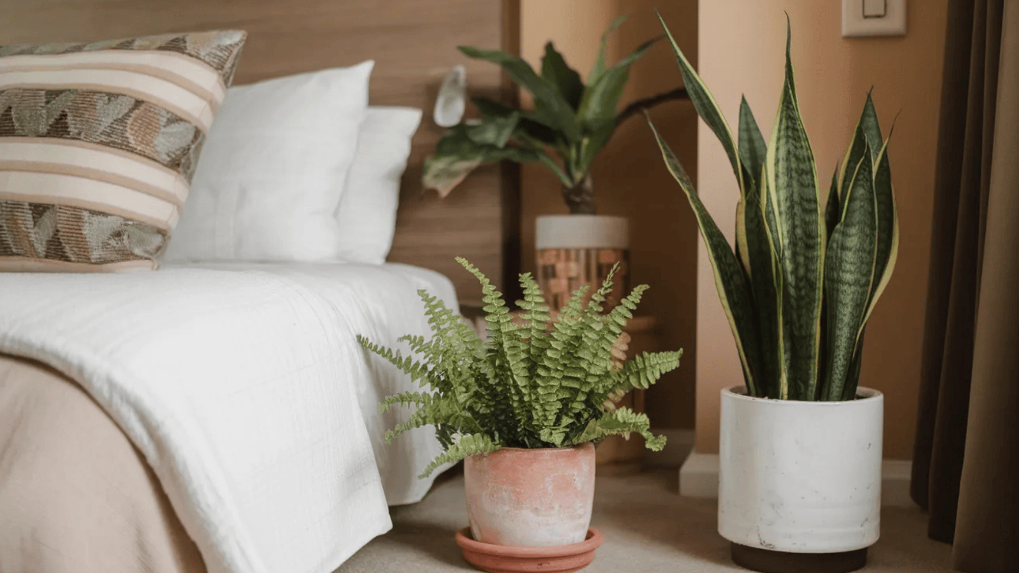 close up of two indoor plants placed near a bed, including a fern in a terracotta pot and a snake plant in a white ceramic pot, with patterned pillows on the bed