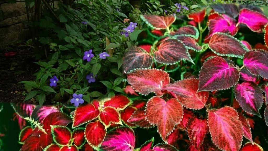 coleus easy flowers to grow in shade
