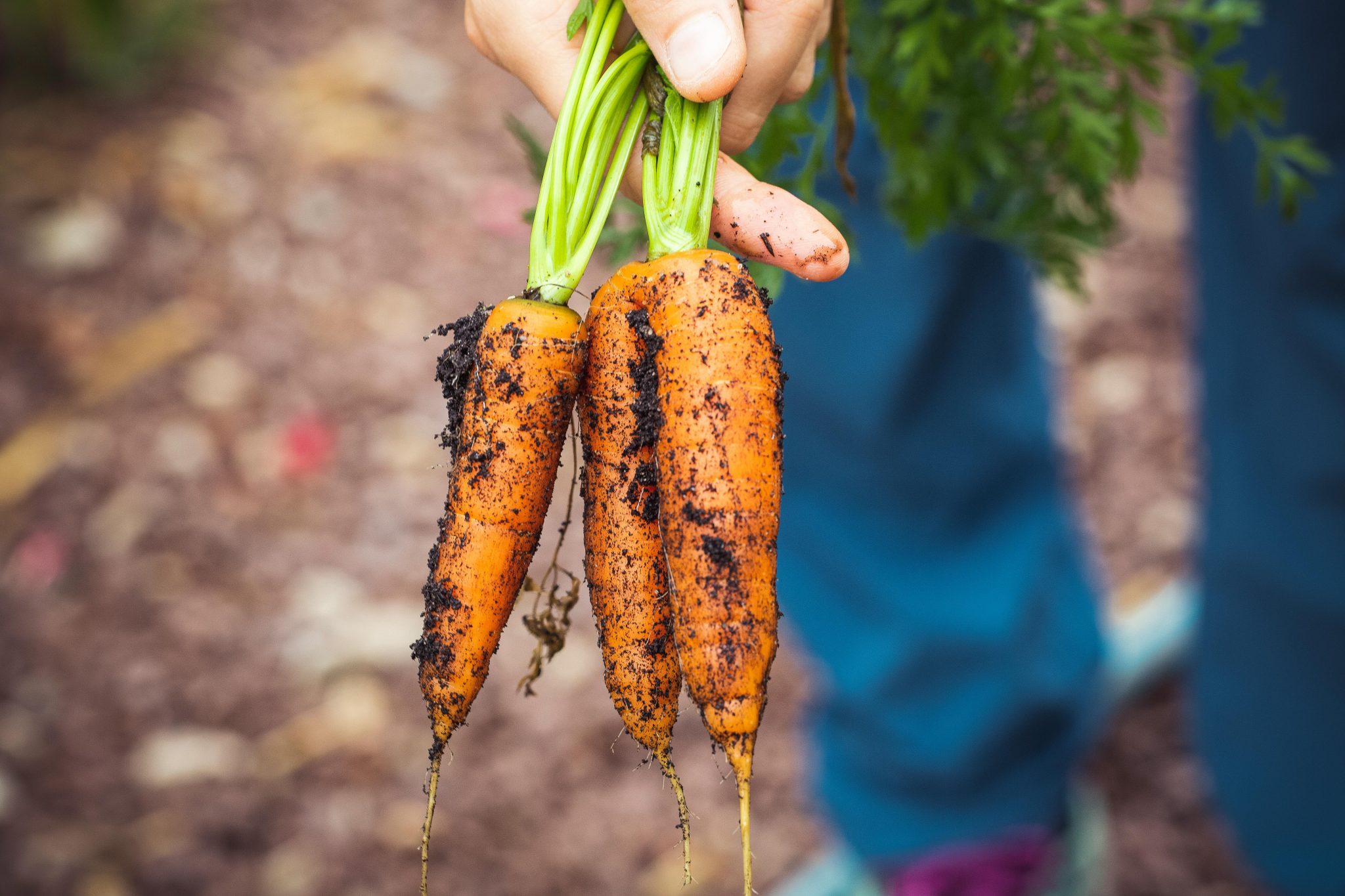 Grow Carrots